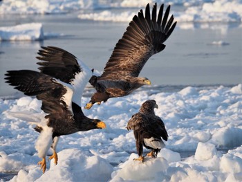 White-tailed Eagle 羅臼ネイチャークルーズ Thu, 3/3/2022