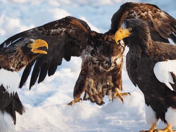 Steller's Sea Eagle 羅臼ネイチャークルーズ Thu, 3/3/2022