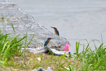 カワセミ 甲府市 2022年4月29日(金)