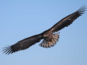 White-tailed Eagle 羅臼ネイチャークルーズ Thu, 3/3/2022