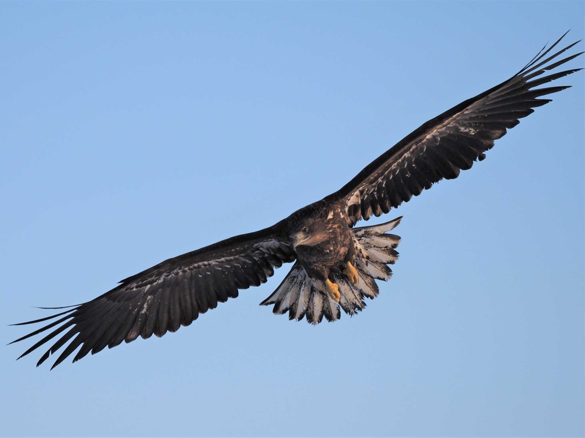 Photo of White-tailed Eagle at 羅臼ネイチャークルーズ by エヌ