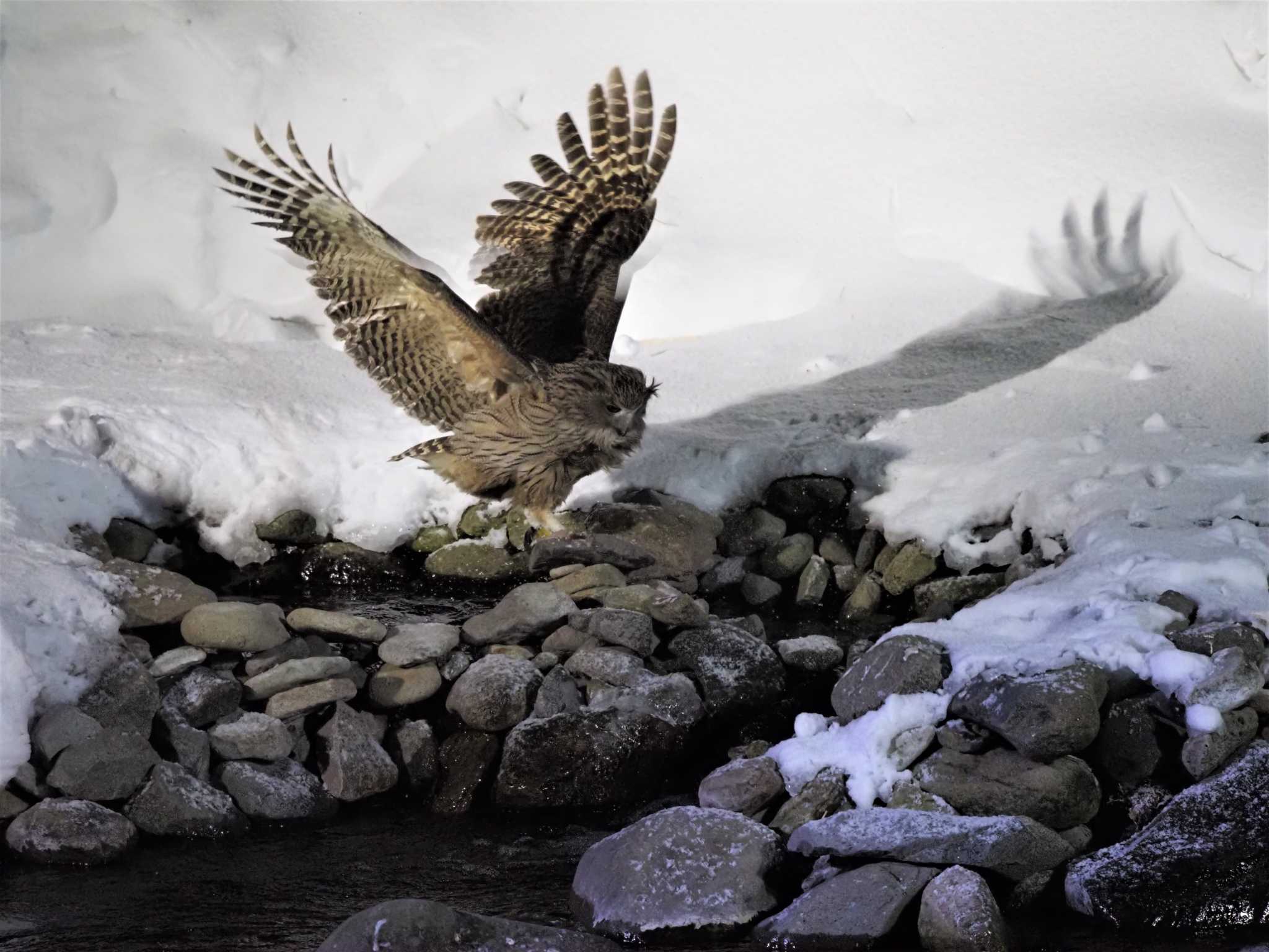 Photo of Blakiston's Fish Owl at 民宿 鷲の宿(羅臼) by エヌ