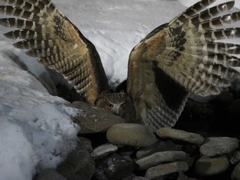 Blakiston's Fish Owl 民宿 鷲の宿(羅臼) Fri, 3/4/2022