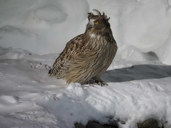 Blakiston's Fish Owl 民宿 鷲の宿(羅臼) Thu, 3/3/2022