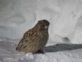 Blakiston's Fish Owl 民宿 鷲の宿(羅臼) Thu, 3/3/2022