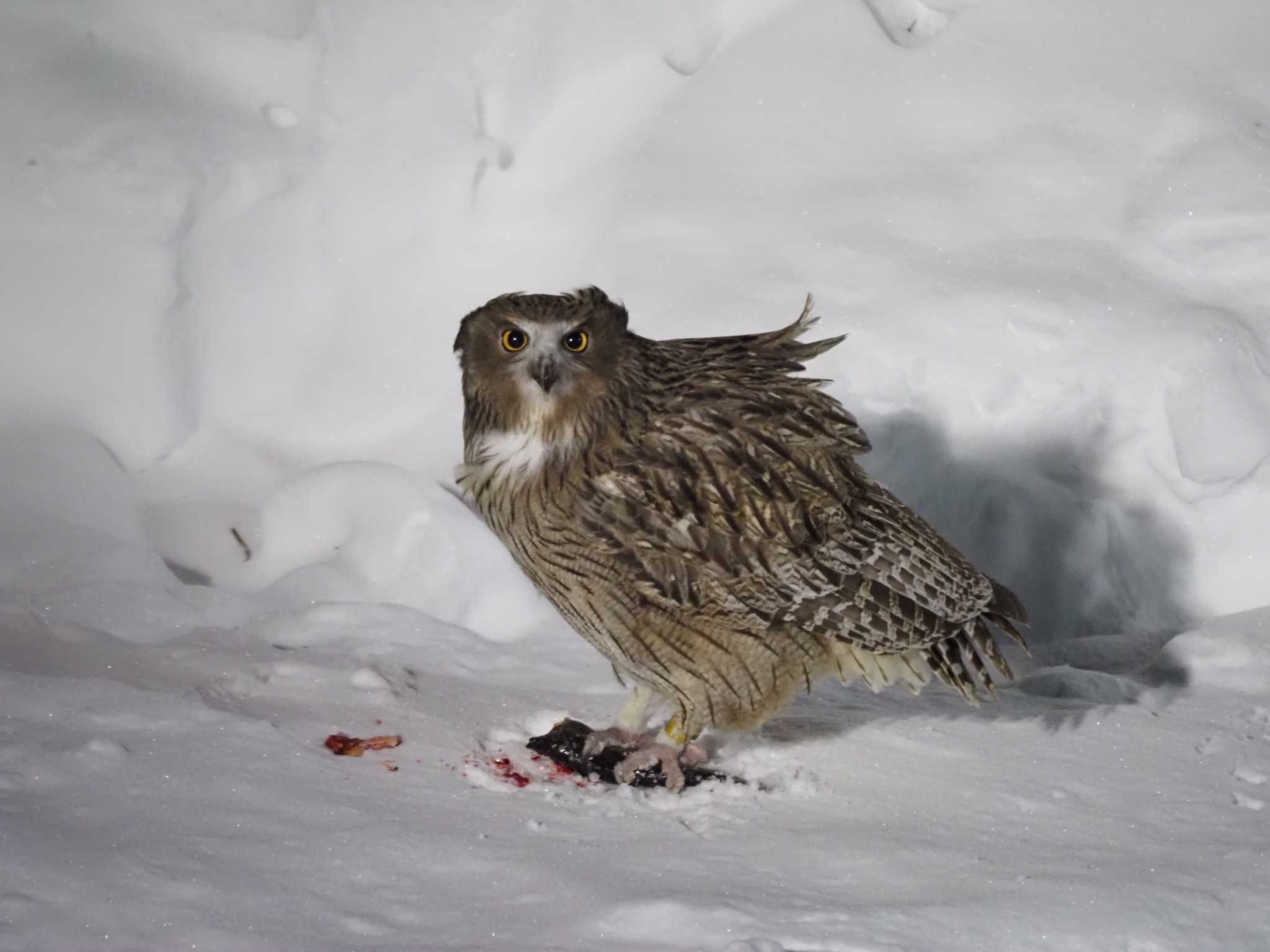 Photo of Blakiston's Fish Owl at 民宿 鷲の宿(羅臼) by エヌ