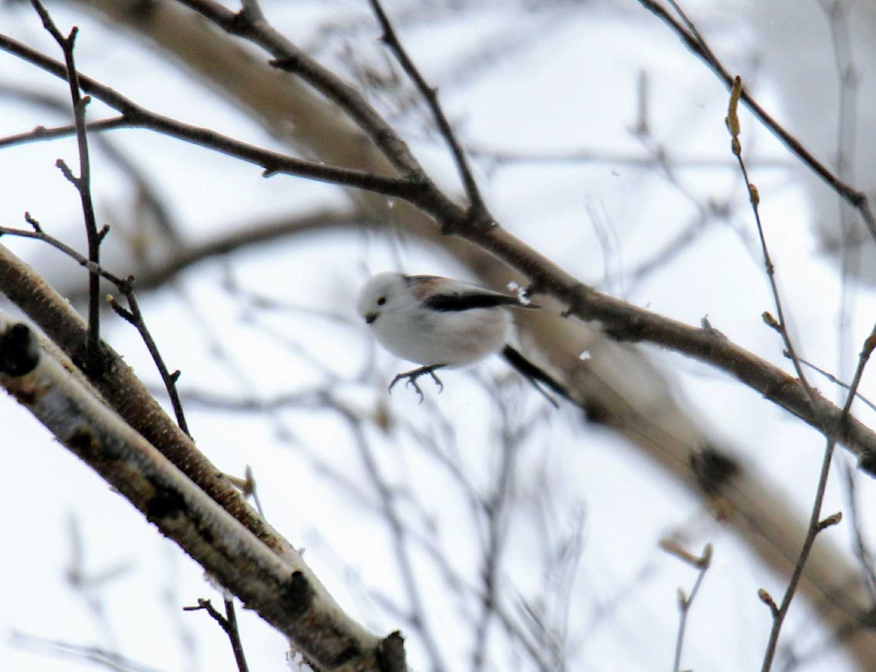 Photo of Long-tailed tit(japonicus) at 札幌