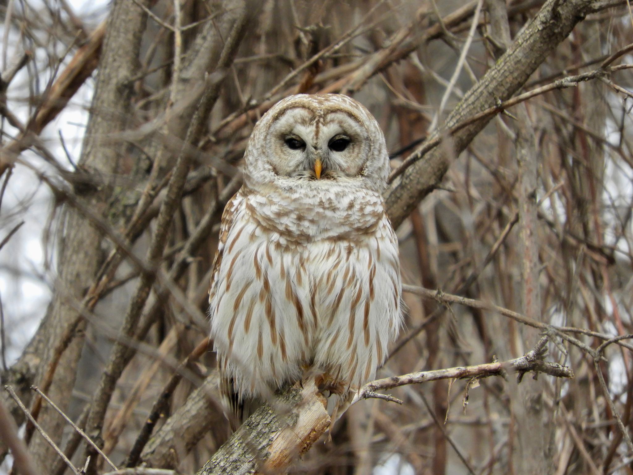 Photo of Barred Owl at Minnesota Valley National Wildlife Refuge by たっちゃん365