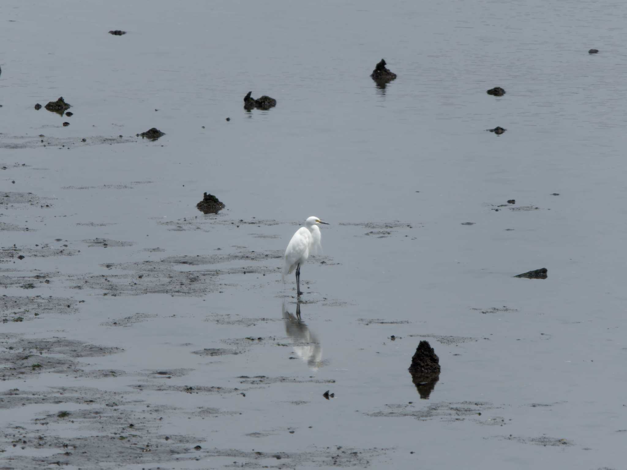 東京港野鳥公園 チュウサギの写真 by 丁稚