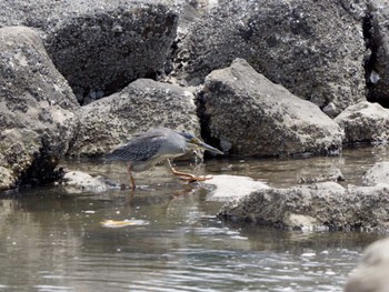 2022年4月28日(木) 東京港野鳥公園の野鳥観察記録