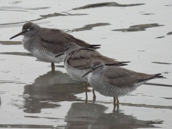 2022年4月29日(金) 広島県の野鳥観察記録