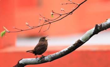 ミソサザイ 紀伊山地 2022年4月29日(金)