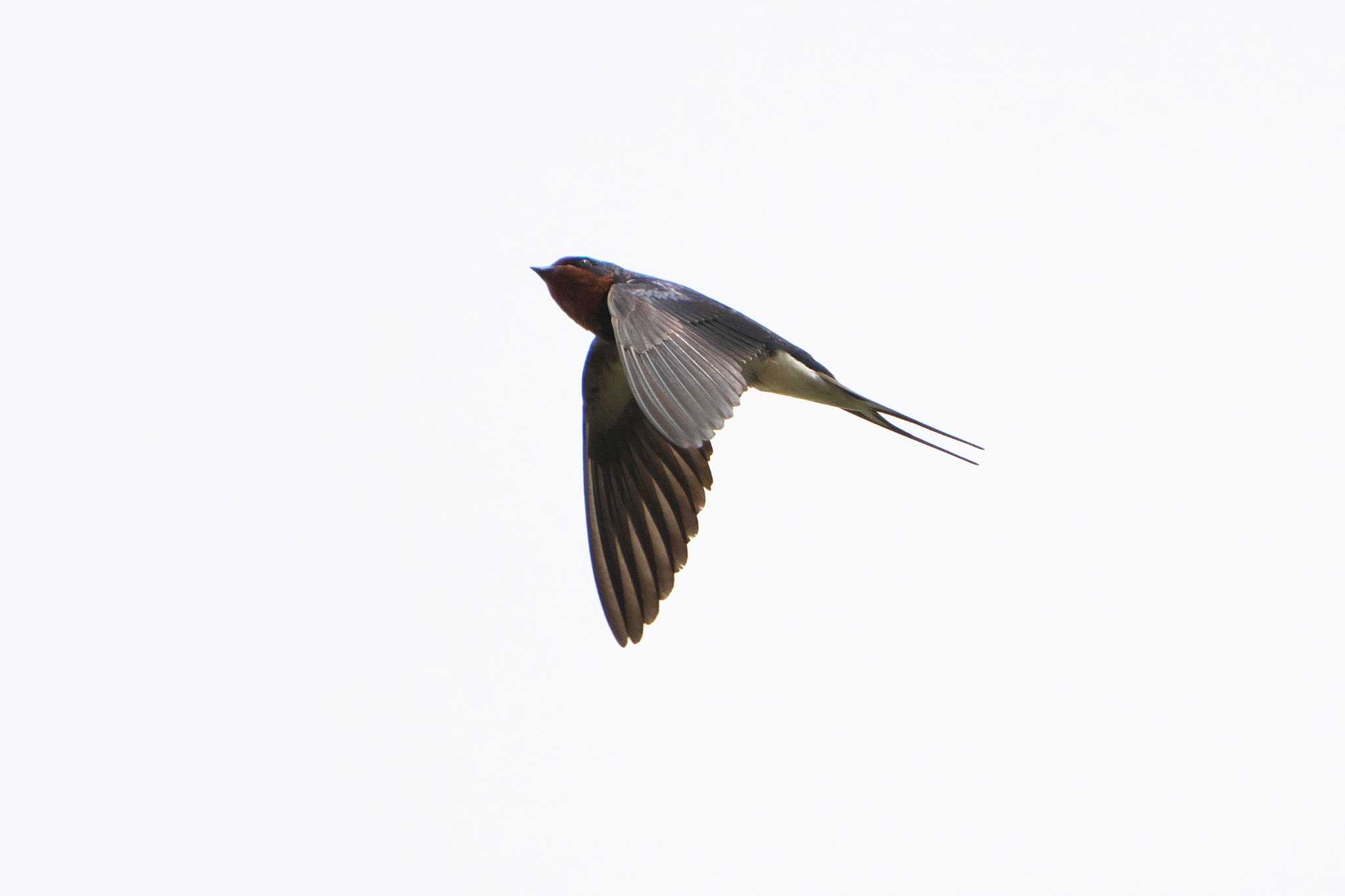 Barn Swallow