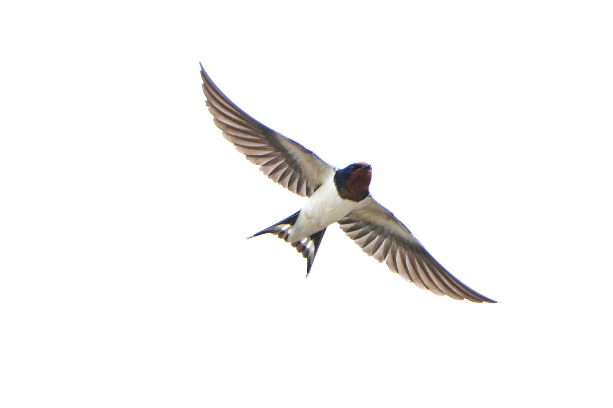 Barn Swallow