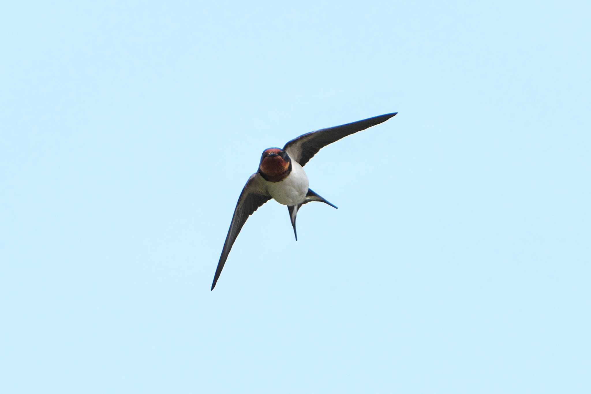 Barn Swallow