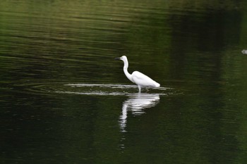 ダイサギ 長浜公園 2022年4月28日(木)