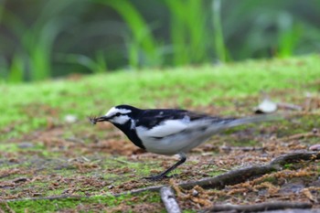 ハクセキレイ 長浜公園 2022年4月28日(木)