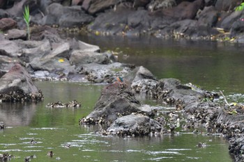 カワセミ 長浜公園 2022年4月28日(木)