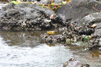 カワラヒワ 長浜公園 2022年4月28日(木)