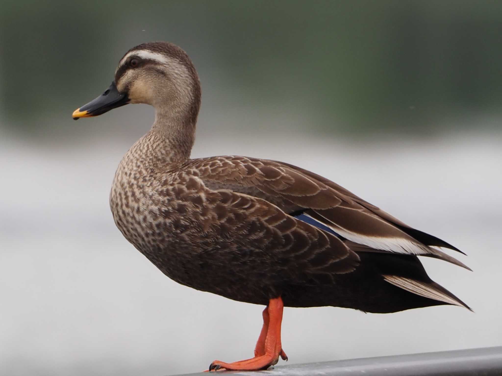 Photo of Eastern Spot-billed Duck at 東京都 by アカウント8018