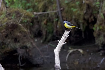 2022年4月29日(金) 青葉公園(千歳市)の野鳥観察記録