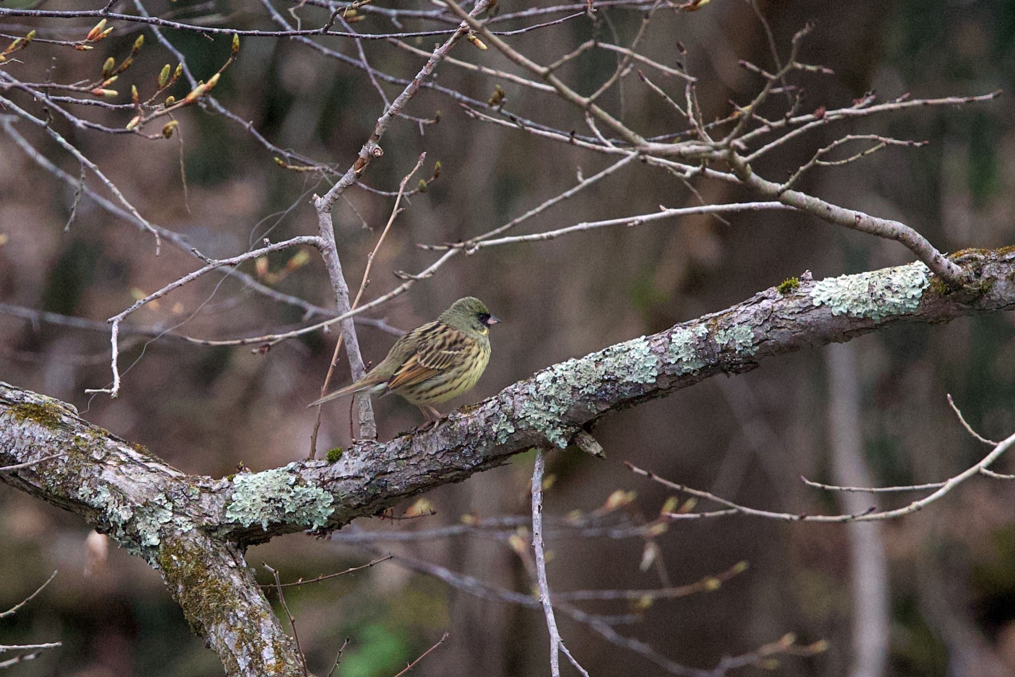 Photo of Masked Bunting at 青葉公園(千歳市) by ウレシカ