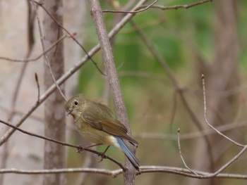 2022年4月29日(金) 宮丘公園(札幌市西区)の野鳥観察記録