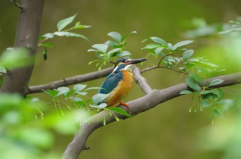 Common Kingfisher 玉川上水 Thu, 4/28/2022