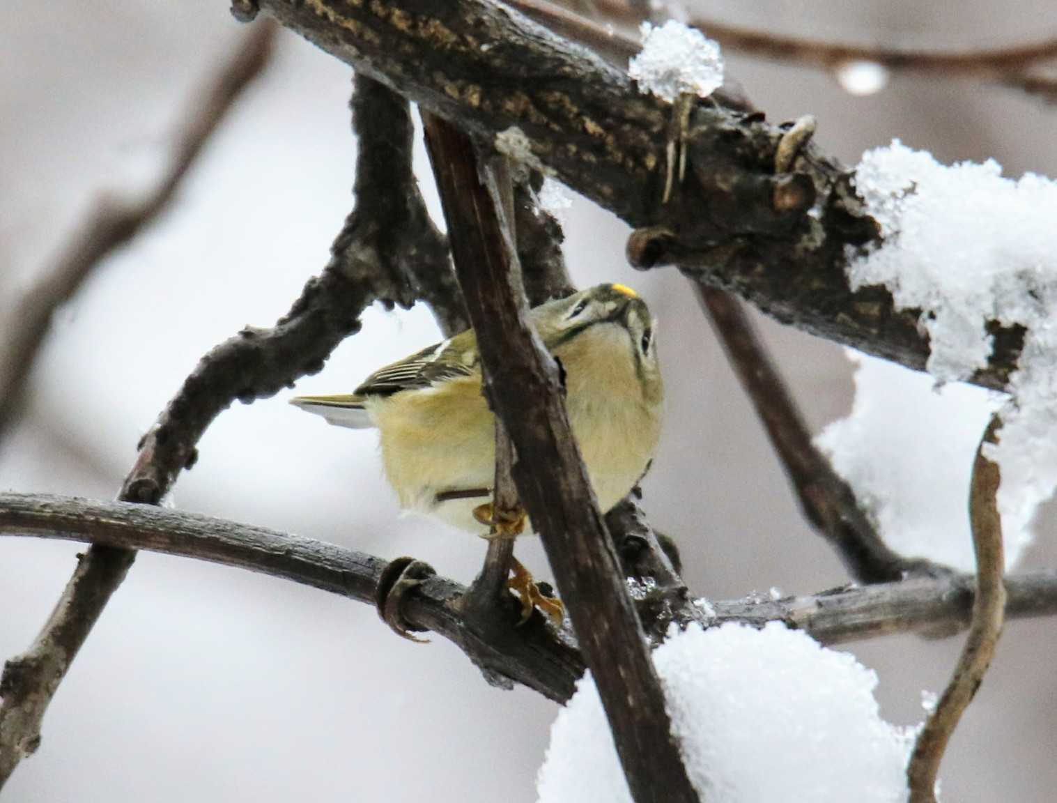 Photo of Goldcrest at 札幌