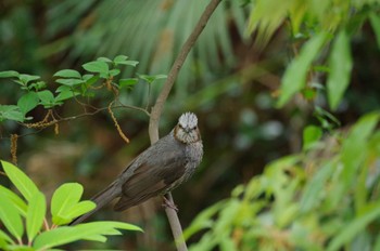 Brown-eared Bulbul 玉川上水 Thu, 4/28/2022