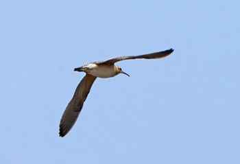 Little Curlew 大久保農耕地 Mon, 4/25/2022