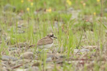 イカルチドリ 多摩川 2022年4月29日(金)