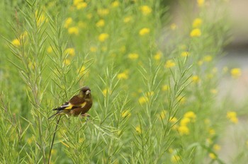 カワラヒワ 多摩川 2022年4月29日(金)