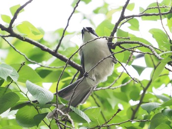 Azure-winged Magpie 越谷 Wed, 4/27/2022