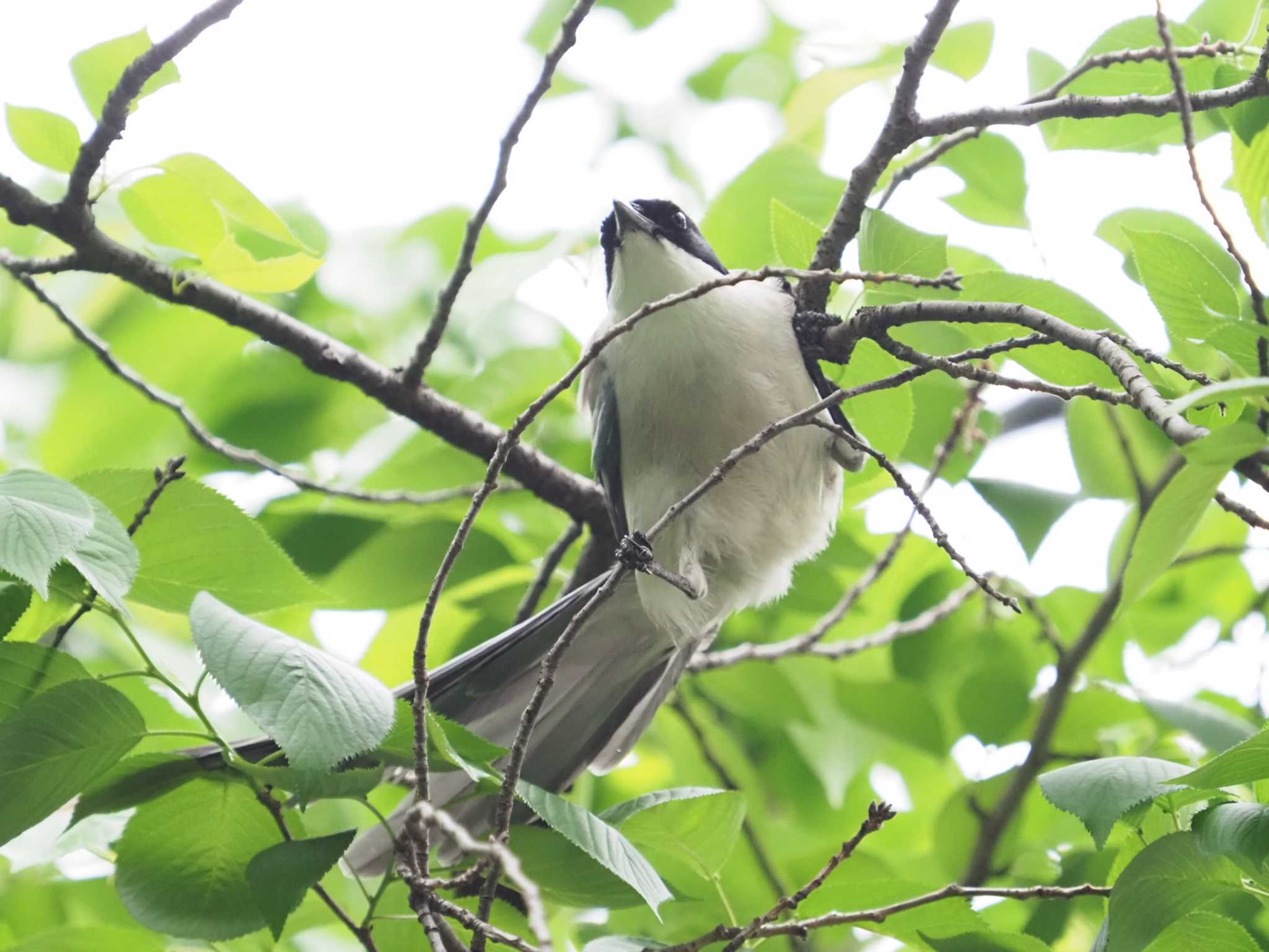 Photo of Azure-winged Magpie at 越谷 by yumineko