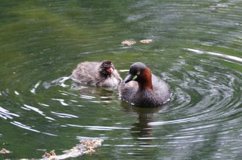 Little Grebe Inokashira Park Fri, 4/29/2022