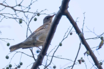 Sat, 11/25/2017 Birding report at 氷取沢市民の森