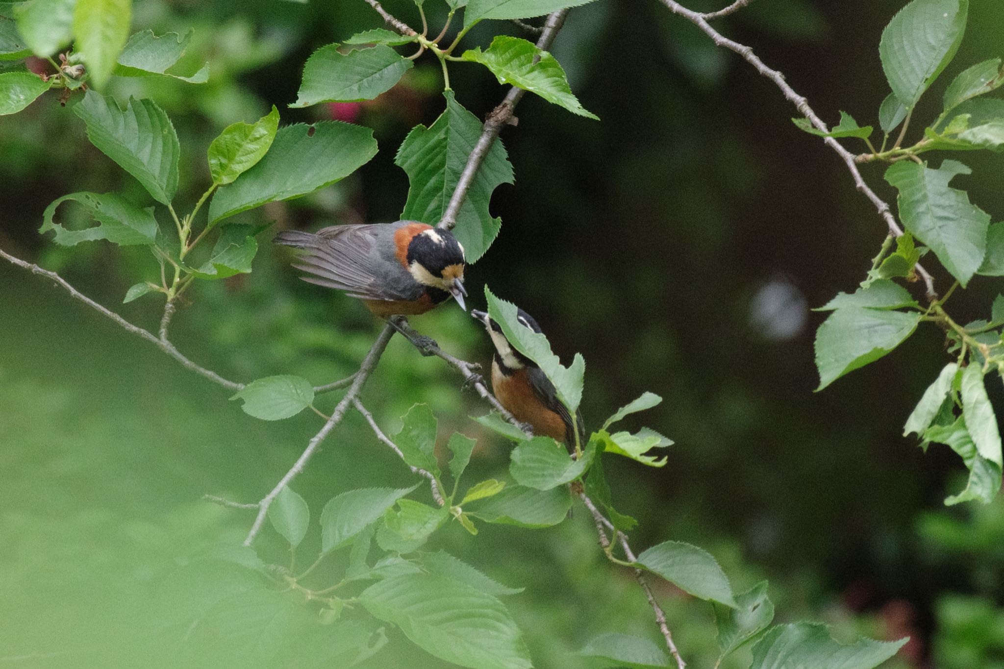 ごはんをもらっているようです by Marco Birds