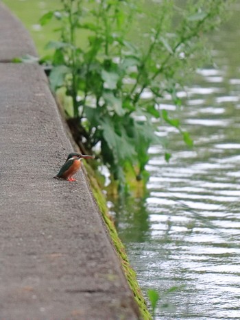 Common Kingfisher 千里南公園 Fri, 4/29/2022