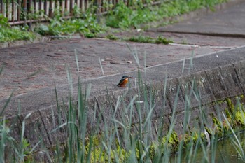 Common Kingfisher 千里南公園 Fri, 4/29/2022