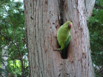 ワカケホンセイインコ 多磨霊園 2022年4月29日(金)