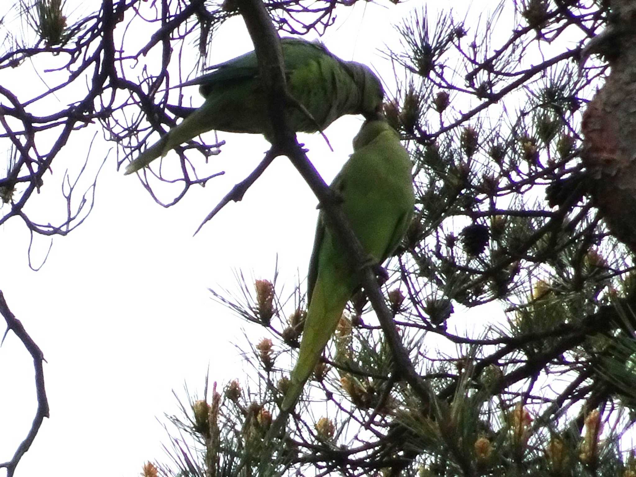 多磨霊園 ワカケホンセイインコの写真 by potyako