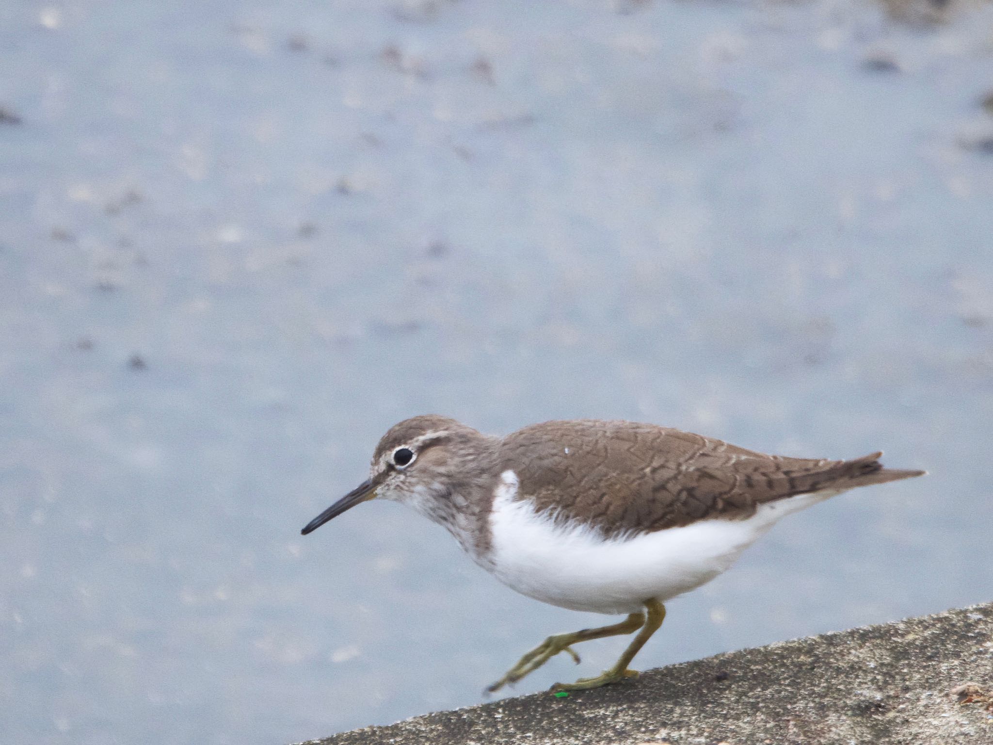 Common Sandpiper