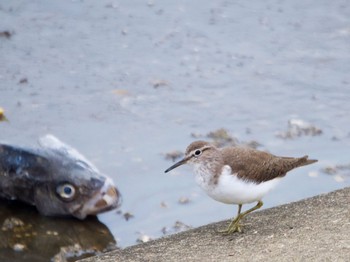 Common Sandpiper 日の出三番瀬沿い緑道 Sat, 4/23/2022