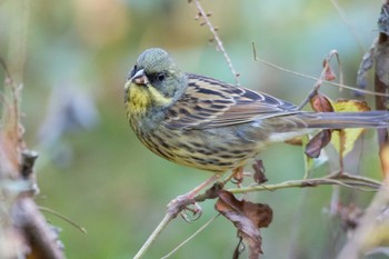 2017年11月25日(土) 横浜自然観察の森の野鳥観察記録