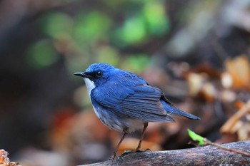 Siberian Blue Robin Unknown Spots Fri, 4/29/2022