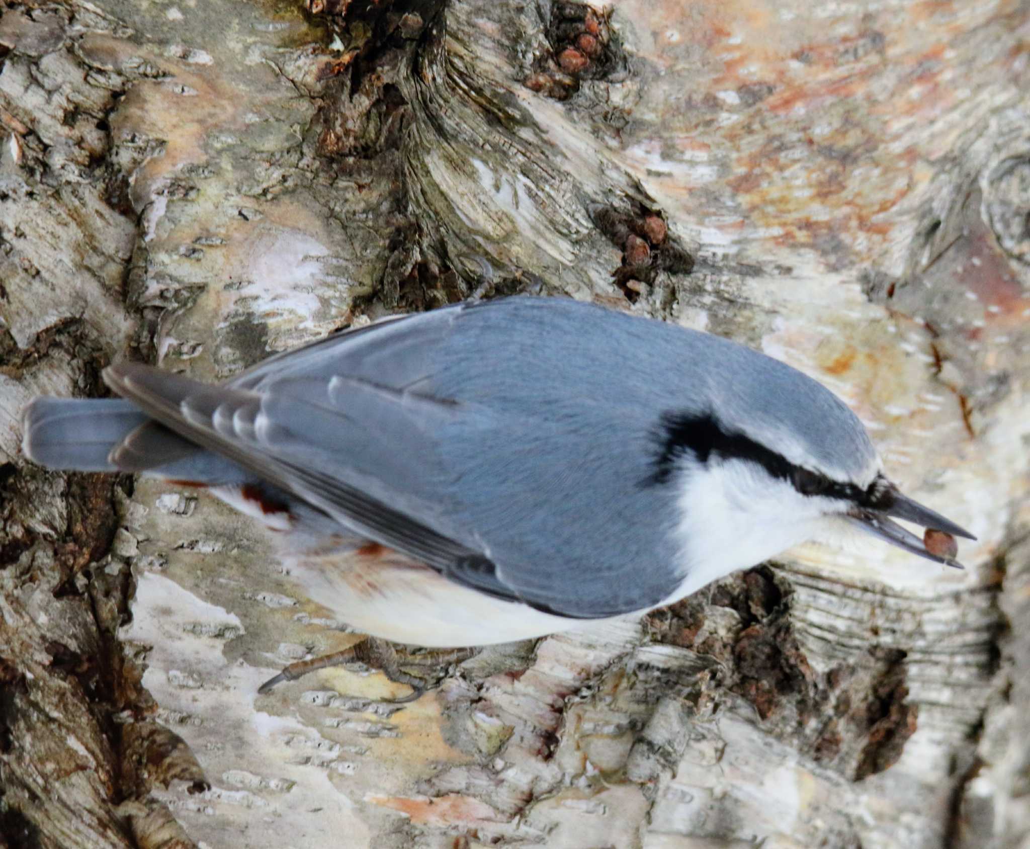 Photo of Eurasian Nuthatch(asiatica) at 札幌