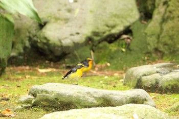 Narcissus Flycatcher 石川県 Wed, 4/27/2022