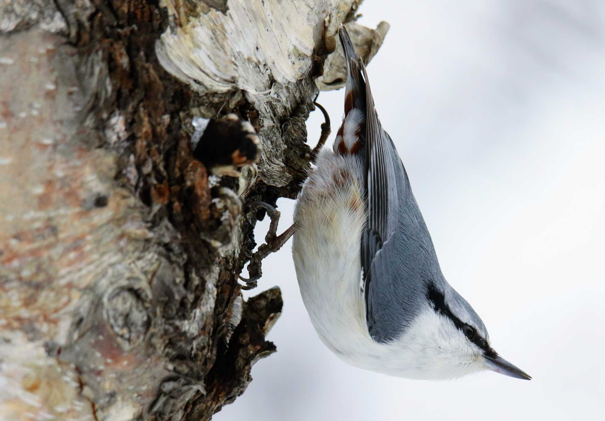 Photo of Eurasian Nuthatch(asiatica) at 札幌