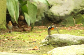 Narcissus Flycatcher 石川県 Wed, 4/27/2022